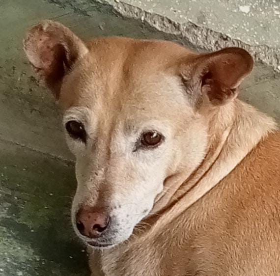 Nipuni (Little Ceylon Mascot and Emotional Support Cushion)